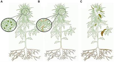 Fungal and mycotoxin contaminants in cannabis and hemp flowers: implications for consumer health and directions for further research